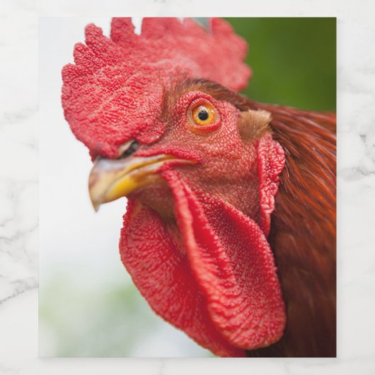 Rhode Island Red Rooster Wijn Etiket (Enkel label)