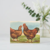 Rhode Island Reds Briefkaart (Staand voorkant)