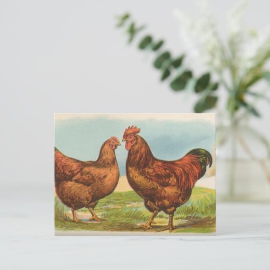 Rhode Island Reds Briefkaart (Staand voorkant)