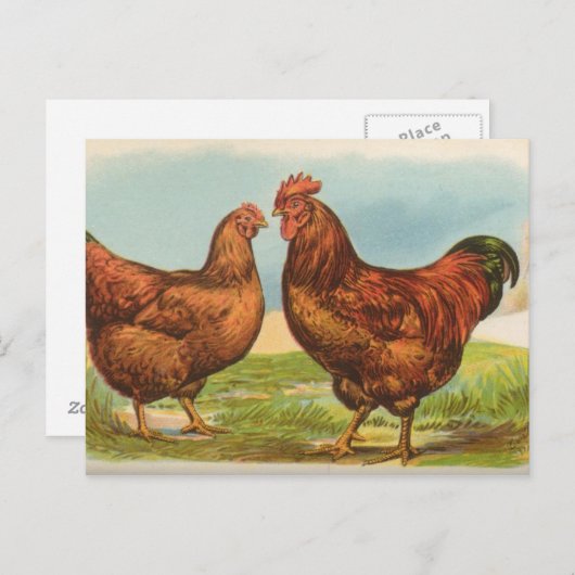 Rhode Island Reds Briefkaart (Voorkant / Achterkant)