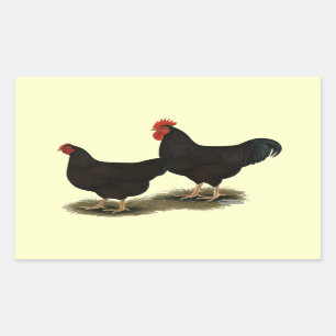Rhode Island Rode Bantams Rechthoekige Sticker