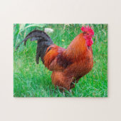 Rhode Island Rooster. Legpuzzel (Horizontaal)