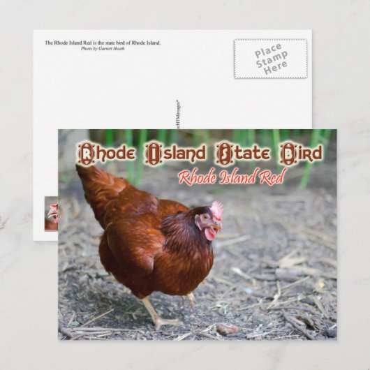 Rhode Island State Bird: Rhode Island Red Briefkaart (Voorkant / Achterkant)