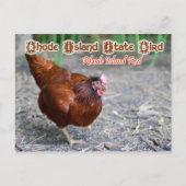 Rhode Island State Bird: Rhode Island Red Briefkaart (Voorkant)