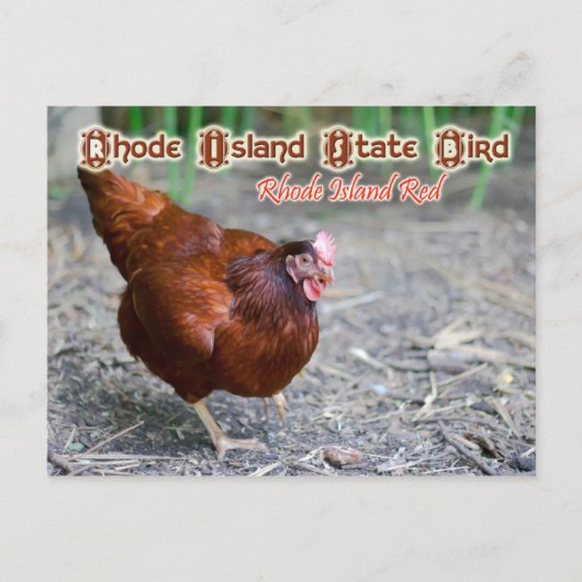 Rhode Island State Bird: Rhode Island Red Briefkaart (Voorkant)