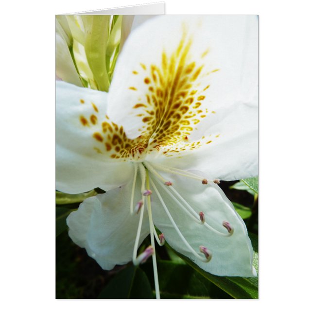 Rhodedendron (Voorkant)