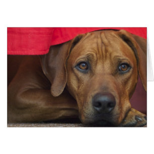 Rhodesian Ridgeback