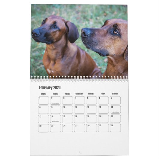 Rhodesian Ridgeback Calendar Kalender (Feb 2026)