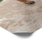 RHODESIAN RIDGEBACK Dog Pet Breed Mischief Poster (Hoek)