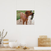 RHODESIAN RIDGEBACK Dog Pet Breed Mischief Poster (Keuken)