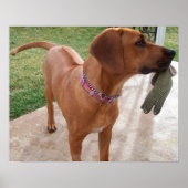 RHODESIAN RIDGEBACK Dog Pet Breed Mischief Poster (Voorkant)