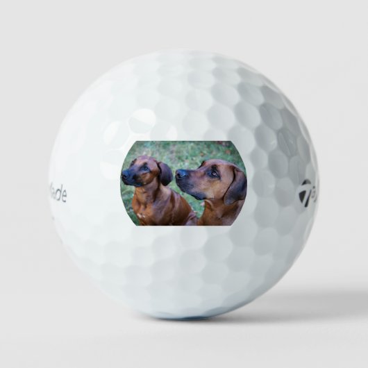 rhodesian-ridgeback-group golfballen (Voorkant)
