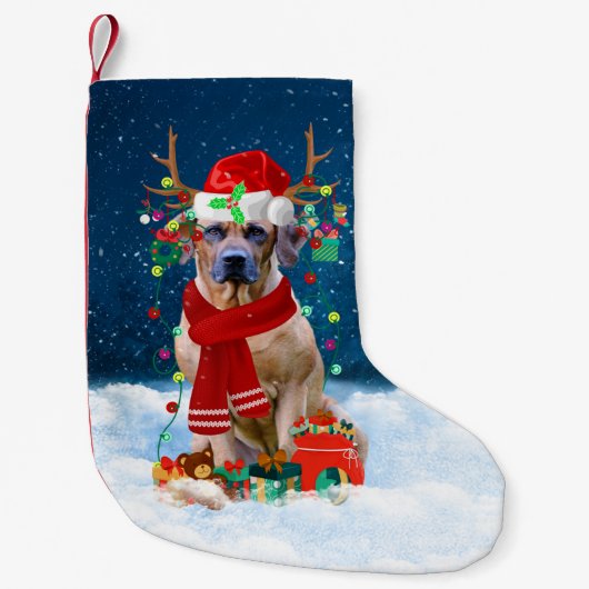 Rhodesian Ridgeback hond met kerstcadeaus Kleine Kerstsok (Voorkant)