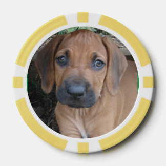 RHODESIAN RIDGEBACK Hond Pet Ras Puppy POKER CHIP