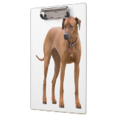 Rhodesian Ridgeback / Hondenfoto Klembord (Links)