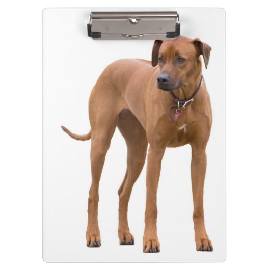 Rhodesian Ridgeback / Hondenfoto Klembord (Voorkant)
