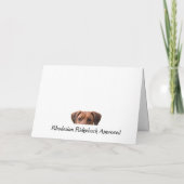 Rhodesian Ridgeback in de kaart van het Geheime Bo (Achterkant)