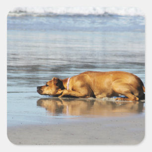 Rhodesian Ridgeback - Is het water koud? Vierkante Sticker