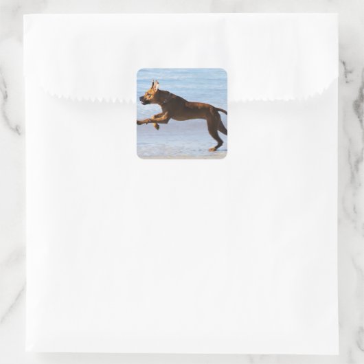 Rhodesian Ridgeback - Leap Vierkante Sticker (Tas)