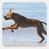 Rhodesian Ridgeback - Leap Vierkante Sticker (Voorkant)