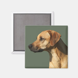 Rhodesian Ridgeback Magneet