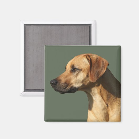 Rhodesian Ridgeback Magneet (Voorkant / Achterkant)