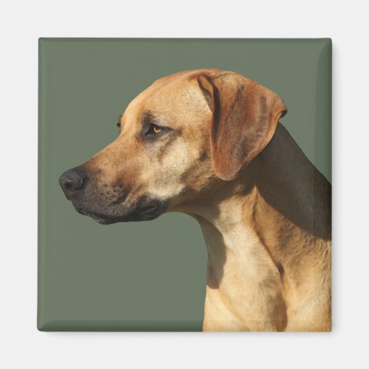 Rhodesian Ridgeback Magneet (Voorkant)