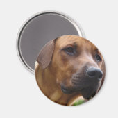 Rhodesian Ridgeback Magnet (Voorkant / Achterkant)