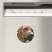 Rhodesian Ridgeback Magnet (Insitu (Vaatwasser))