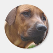 Rhodesian Ridgeback Magnet (Voorkant)
