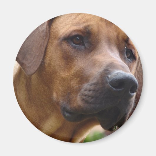 Rhodesian Ridgeback Magnet (Voorkant)