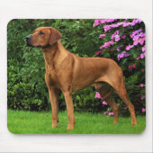 Rhodesian Ridgeback Muismat (Voorkant)