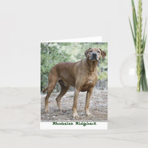 Rhodesian Ridgeback Notecards Kaart