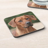 Rhodesian Ridgeback onderzetters (Linkerzijde)