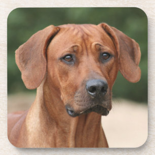 Rhodesian Ridgeback onderzetters