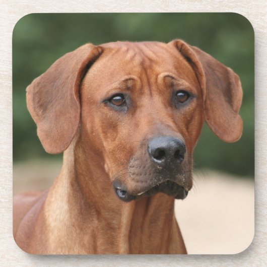 Rhodesian Ridgeback onderzetters (Voorkant)