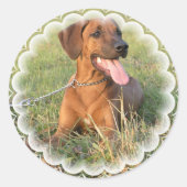 Rhodesian Ridgeback Rescue Stickers (Voorkant)