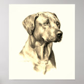 Rhodesian Ridgeback schets poster (Voorkant)