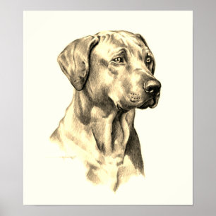 Rhodesian Ridgeback schets poster