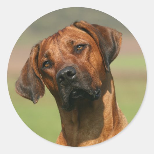 Rhodesian Ridgeback sticker (Voorkant)