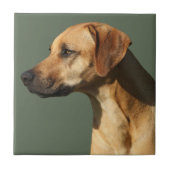 Rhodesian Ridgeback Tegeltje (Voorkant)