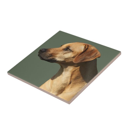 Rhodesian Ridgeback Tegeltje (Zijkant)