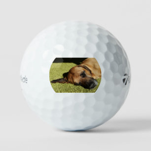 rhodesische ridgeback ligt plat golfballen