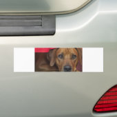 rhodezisch-ridgeback bumpersticker (Op auto)