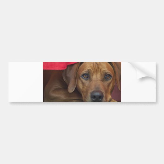 rhodezisch-ridgeback bumpersticker (Voorkant)