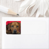 rhodezisch-ridgeback etiket (Insitu)