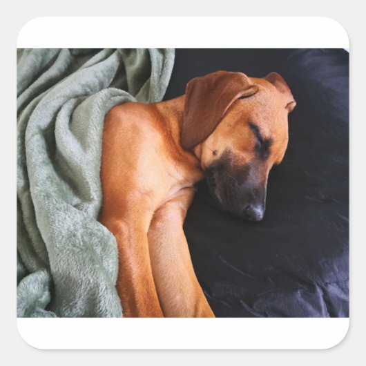 rhodezisch-ridgeback-snuggy vierkante sticker (Voorkant)