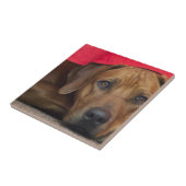 rhodezisch-ridgeback tegeltje (Zijkant)