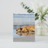 Rhodezische belasting - Is het water koud? Briefkaart (Staand voorkant)