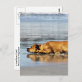 Rhodezische belasting - Is het water koud? Briefkaart (Voorkant / Achterkant)